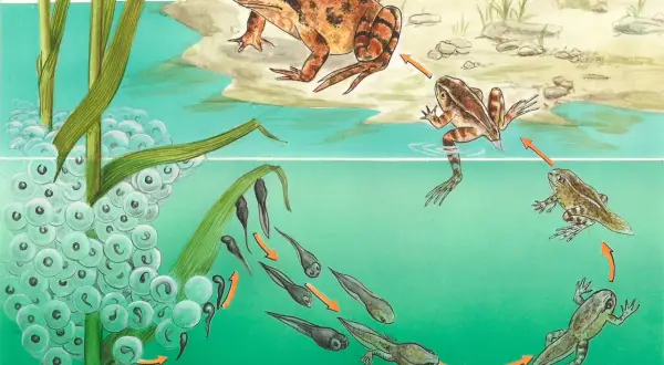 Der Lebenszyklus eines Frosches: Laich, Kaulquappen und erwachsene Tiere zeigen die faszinierende **Fortpflanzung Reptilien**-ähnlicher Amphibien.