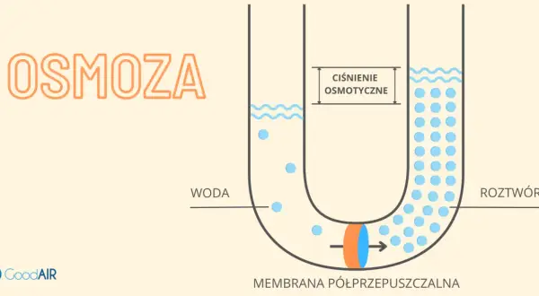 Ilustracja pokazuje, na czym polega osmoza: woda przenika przez membranę półprzepuszczalną do roztworu, wyrównując stężenie.
