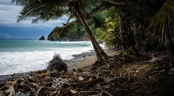 Orilla de playa tropical con palmeras, troncos y rocas. El mar turquesa choca contra la costa, evocando la belleza de las maderas tropicales y sus nombres.