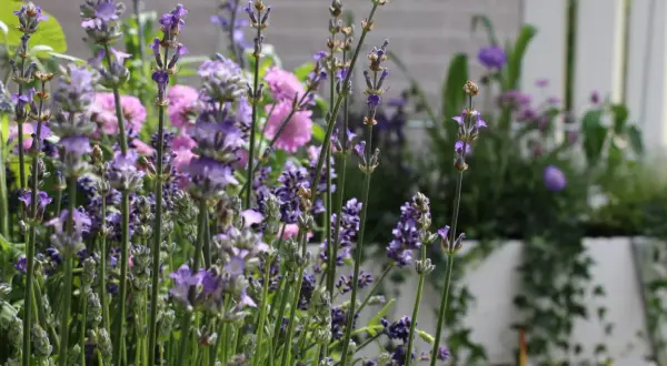 Vackra sensommarblommor i kruka, med lila lavendel i förgrunden och rosa blommor bakom. En doftande syn som sprider lugn.