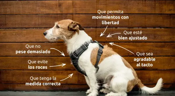 Un perro pequeño con arnés, con indicaciones sobre cómo debe ser un arnés ideal: ligero, ajustable, cómodo y que no roce.