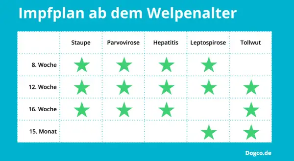 Impfplan für Welpen: Grüne Sterne zeigen, wann Impfungen gegen Staupe, Parvovirose, Hepatitis, Leptospirose und Tollwut empfohlen werden.