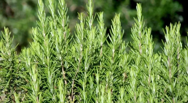Ein dichter Busch mit frischem Rosmarin, dessen Nadeln im Sonnenlicht glänzen.