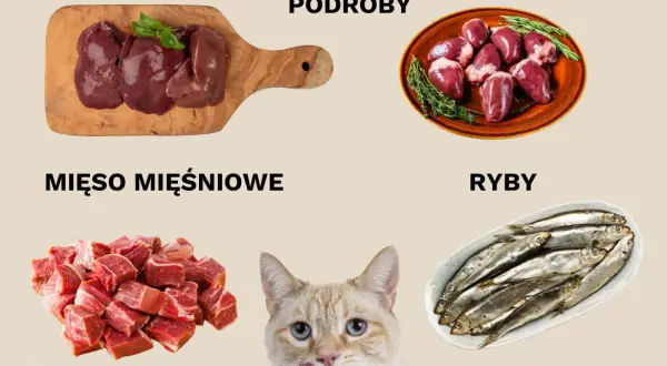 Kiełbasa dla kota: bezpieczne alternatywy i domowe przepisy