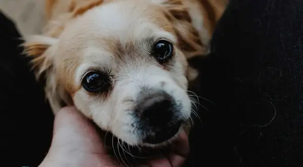 Un perro con ojos grandes y expresivos recibe una caricia. Aprende cómo tranquilizar a un perro con este gesto de afecto.