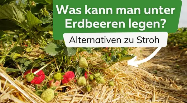 Reife und grüne Erdbeeren wachsen auf einem Feld, das mit Stroh bedeckt ist. Text fragt: "Was kann man unter Erdbeeren legen? Alternativen zu Stroh.