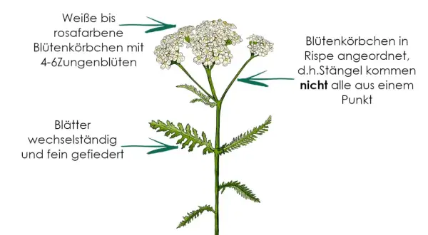 Schafgarbe mit feingefiederten Blättern und weißen bis rosafarbenen Blütenkörbchen. Die achillea millefolium wirkung ist vielfältig.