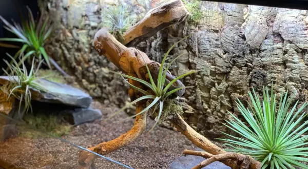 Jak zbudować terrarium dla żółwia lądowego? Poradnik krok po kroku