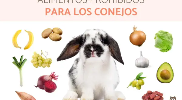 Un conejo adorable rodeado de alimentos que no pueden comer los conejos: plátanos, patatas, cebolla, ajo, aguacate, lechuga, puerro, remolacha, uvas, aceitunas y dátiles.