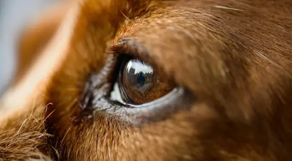 Close-up of a dog's brown eye, reflecting buildings. A bit of discharge near the eye might explain why does my dog have eye boogers all of a sudden.