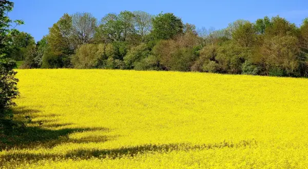 Champ de colza en pleine floraison, une mer jaune sous un ciel bleu. Cette variété de colza promet une belle récolte.