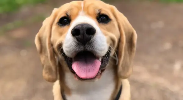 Uśmiechnięty beagle z wystawionym językiem. Idealny kandydat na śmieszne imiona dla psa, np. Pączek czy Kabanos.