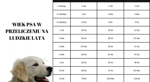 Golden retriever wielkość: tabela przelicza wiek psa na ludzkie lata, uwzględniając psy małe, średnie i duże.