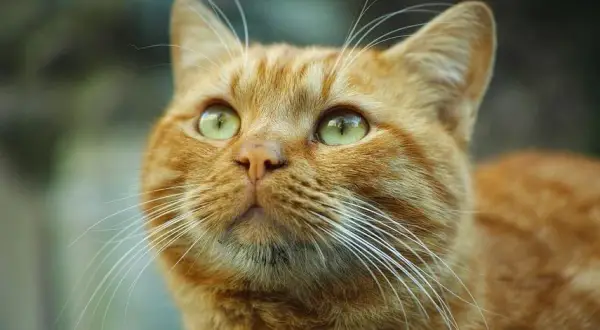 Cuándo es el día del gato y por qué es importante celebrarlo