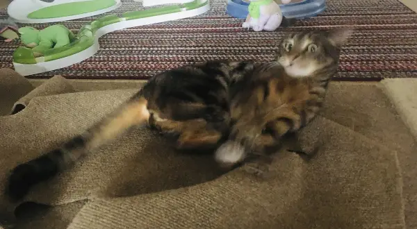 A tabby cat rests near toys, a reminder of how to take care of a cat by providing enrichment and comfort.