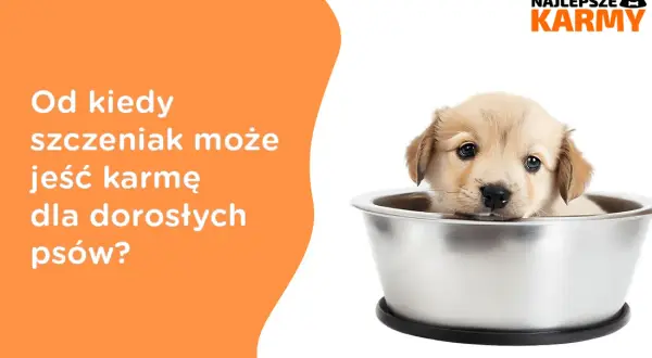 Czy szczeniak może jeść karmę dla dorosłych psów? Konsekwencje i zalecenia