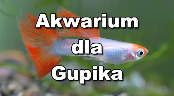Ile gupików w akwarium? Sprawdź, jak uniknąć problemów z jakością wody