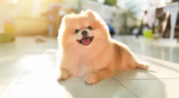 Uśmiechnięty pomchi w promieniach słońca, leżący na płytkach.