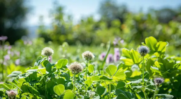 Champ de trèfles et de fleurs sauvages, un remède de grand-mère contre les chardons.
