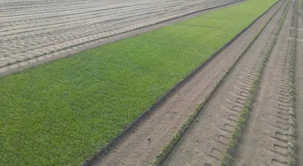 Pole z równo przyciętą trawą, obok przygotowana ziemia z widocznymi śladami po maszynach, sugerującymi wertykulację i aerację.