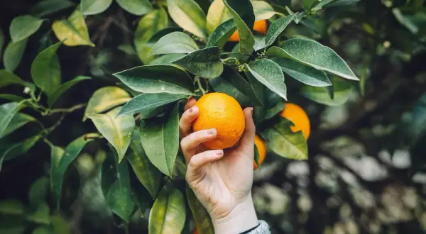 Hand pflückt eine reife Orange von einem Baum. Die Blätter sind grün und saftig, ein Zeichen für gute Orangensbaum Pflege.