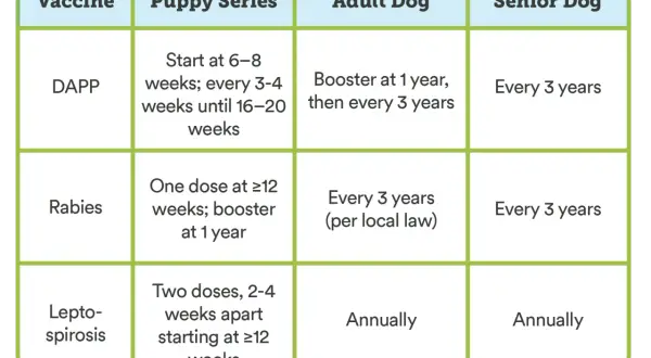Chart shows how often dogs need shots: DAPP every 3 years for adults/seniors, Rabies every 3 years, Leptospirosis annually.
