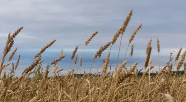 Välmogande ax av en typ av vete svajar i vinden mot en molnig himmel.