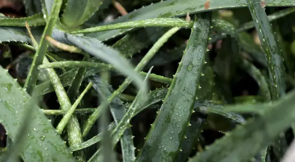 Närbild på saftiga, gröna aloe vera-blad med vattendroppar. Perfekt för att stimulera rotbildning.