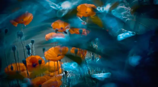 Niebieska mgła otula pomarańczowe maki. Magda Wasiczek uchwyciła ulotne piękno natury w tej surrealistycznej wizji.