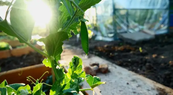 Sonnenschein beleuchtet eine junge Erbse, die an einer Pflanze wächst. Im Hintergrund ist ein Gewächshaus zu sehen, perfekt für das Erbsen vorziehen.