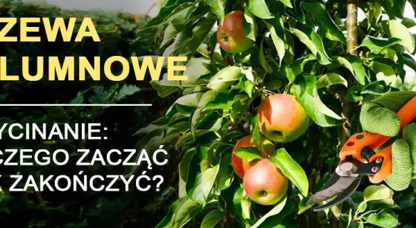 Jak przycinać drzewa kolumnowe, aby uniknąć błędów i poprawić plony