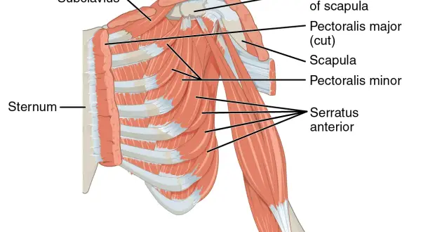 Muskeln der Brust und Schulter: Sternum, Serratus anterior, Pectoralis minor und andere.