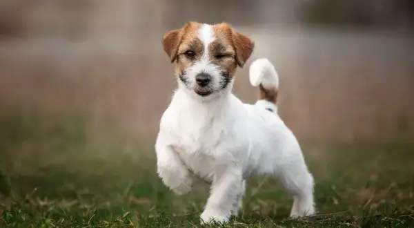 Szczeniak jack russell terrier ile powinien jeść, by uniknąć problemów zdrowotnych