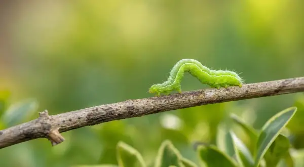 Une chenille verte se faufile sur une branche, son corps ondulant avec grâce.