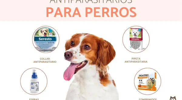 Perro feliz con collar antiparasitario. Descubre en qué mes poner collar antiparasitario para proteger a tu mascota de pulgas y garrapatas.