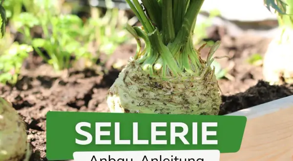 Sellerie pflanzen im Garten. Ein Sellerieknolle wächst im Beet, daneben weitere Pflanzen. Anleitung zum Anbau von Sellerie.