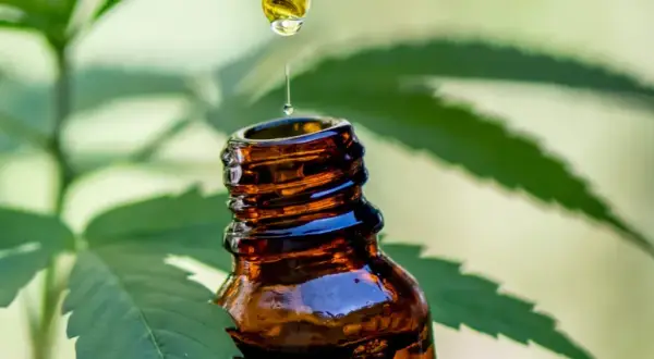 Jaki olej CBD dla psa wybrać, by uniknąć problemów zdrowotnych?