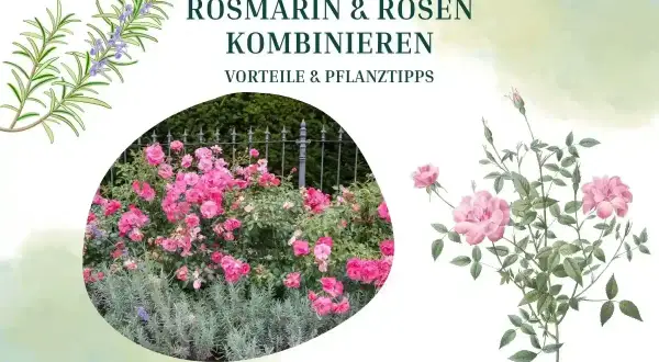 Rosmarin und Rosen: eine harmonische Kombination. Der Duft von Rosmarin passt wunderbar zu Rosen und hält Schädlinge fern.