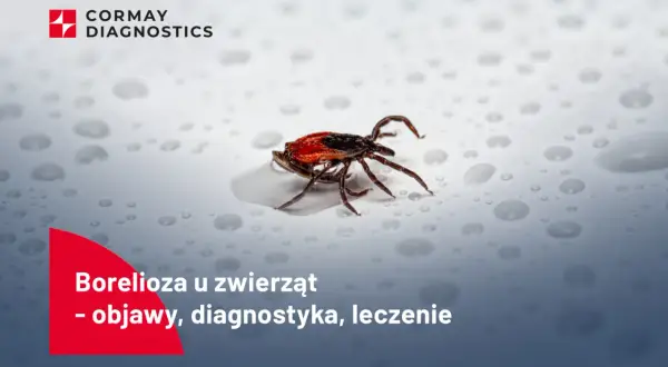 Kleszcz na mokrej powierzchni.