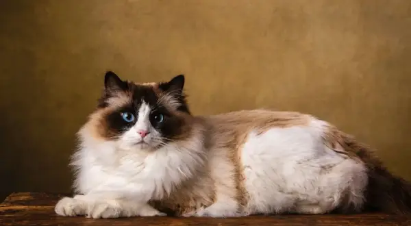Piękny kot rasy Ragdoll z niebieskimi oczami leży na drewnianej desce. Widać, że kot gubi sierść, która tworzy puszyste kłęby.