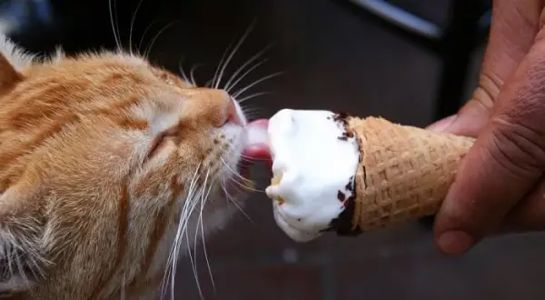 Czy koty mogą jeść lody? Dowiedz się, dlaczego to niebezpieczne