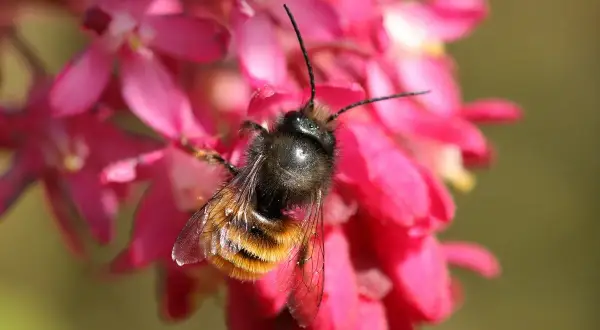 Une abeille solitaire, aux rayures orangées et noires, butine sur des fleurs roses vives.