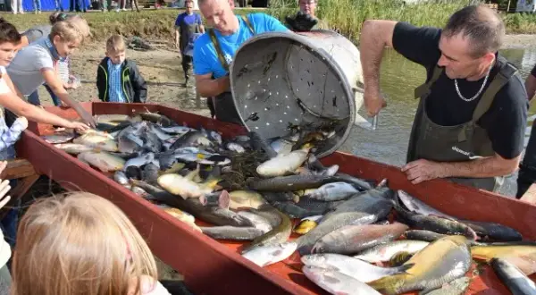 Gdzie zjeść w Dolinie Baryczy? Karp milicki i regionalne przysmaki