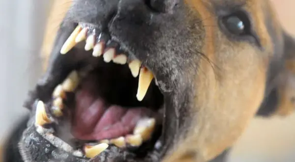 Ein Hund fletscht seine Zähne. Das Fletschen zeigt seine scharfen Reißzähne und warnt vor Aggression.
