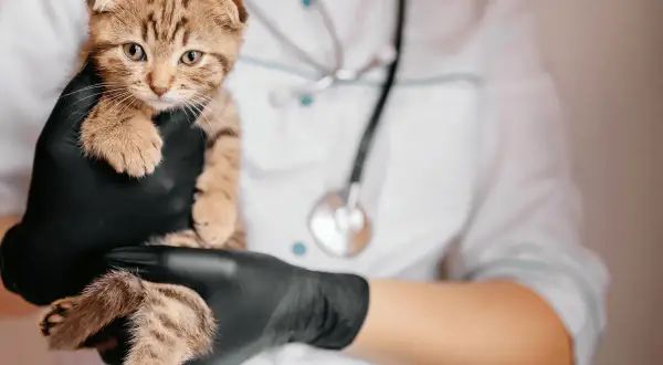 Gato atigrado en manos enguantadas de veterinario, con estetoscopio. Posiblemente evaluando síntomas de síndrome vestibular en gatos.