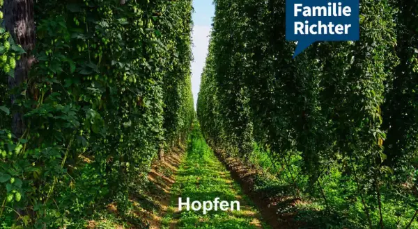Reihe von hohen Hopfenpflanzen, die einen Weg säumen. Ein Schild mit "Familie Richter" ist oben rechts angebracht.