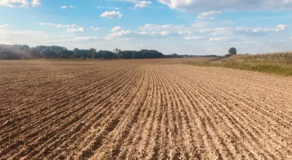 Pole uprawne z rzędami młodych roślin, gotowe na nawozy wieloskładnikowe. Błękitne niebo z chmurami.