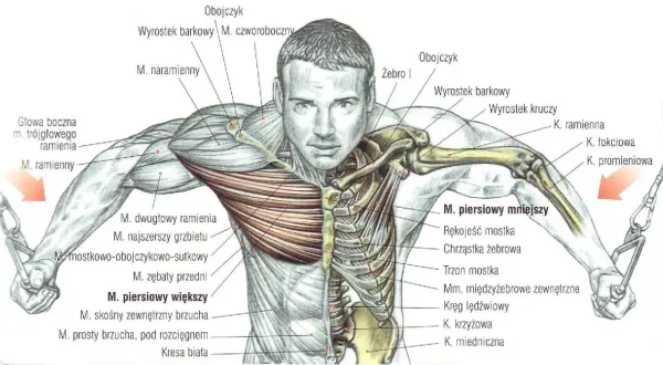 Anatomia klatki piersiowej z zaznaczonym mięśniem piersiowym większym, kośćmi i innymi mięśniami.