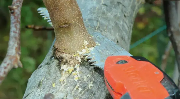 Un ramo di noce viene tagliato con una sega. La potatura noce è essenziale per la salute dell'albero.