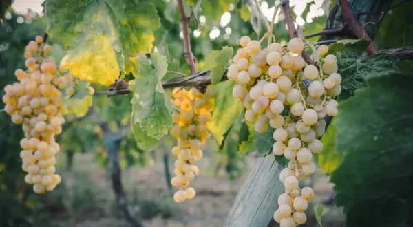 Grappoli dorati di caprettone del Vesuvio pendono rigogliosi, baciati dal sole, pronti per essere trasformati in un vino unico.